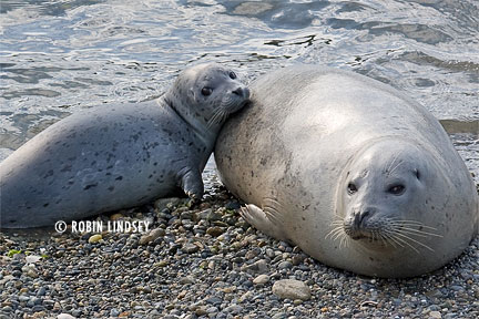How do harbor seals protect themselves?