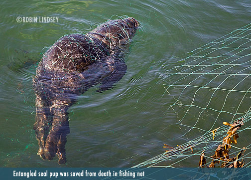 Marine Debris kills marine life