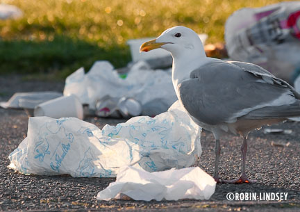 seagull-with-trash-lindsey-website