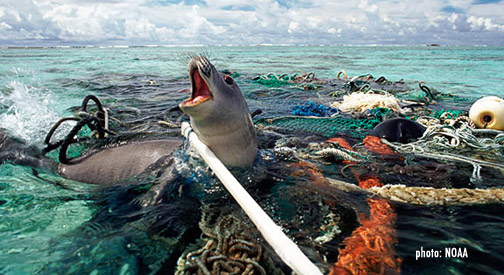 polluted water kills marine life