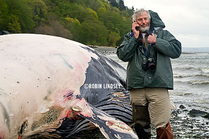 Malnutrition, ship strikes likely cause of spate of whale strandings