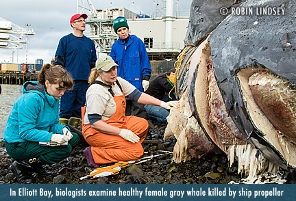 Malnutrition, ship strikes likely cause of spate of whale strandings