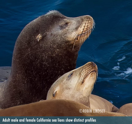 California Sea Lion