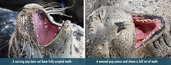 pup-teeth