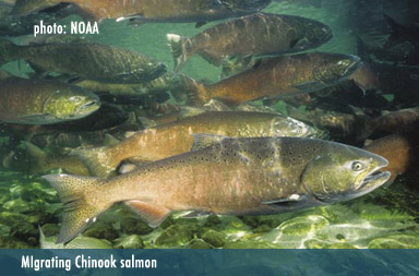 chinook_salmon-NOAA